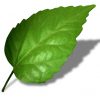 leaf-1192700
